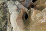 Triceratops Occipital Bone (base of skull) - Montana #100406-6